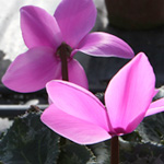 Cyclamen