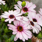 Osteospermum