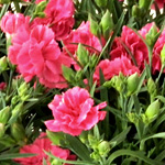 Dianthus