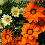 Gazania