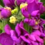 Matthiola